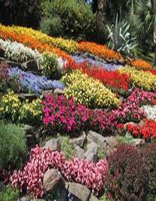 ¡VUELVE AL JARDIN!