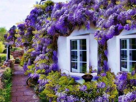 AROMAS