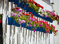 FLORES Y FLORES