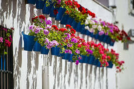 FLORES Y FLORES