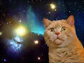 GATITO