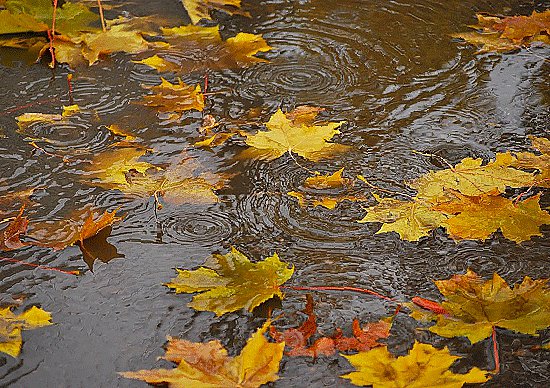 OTOÑO