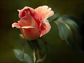 &iexcl;ROSA!