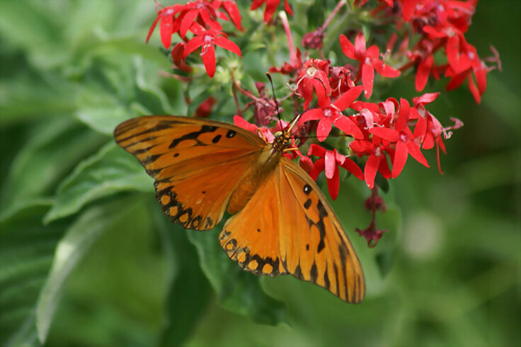 ¡MARIPOSA DANZARINA!