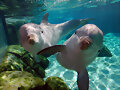 &iexcl;DELFINES!
