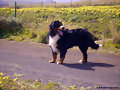 Antxon