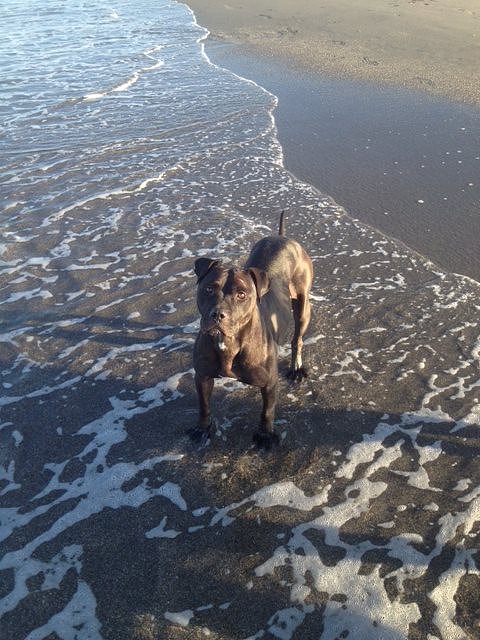 Anka