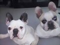 Blanco y Blanca