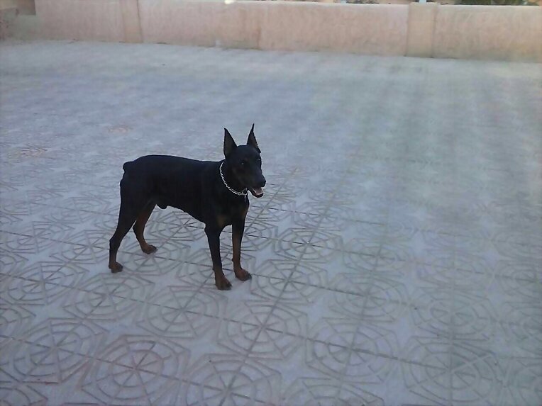 dOBER