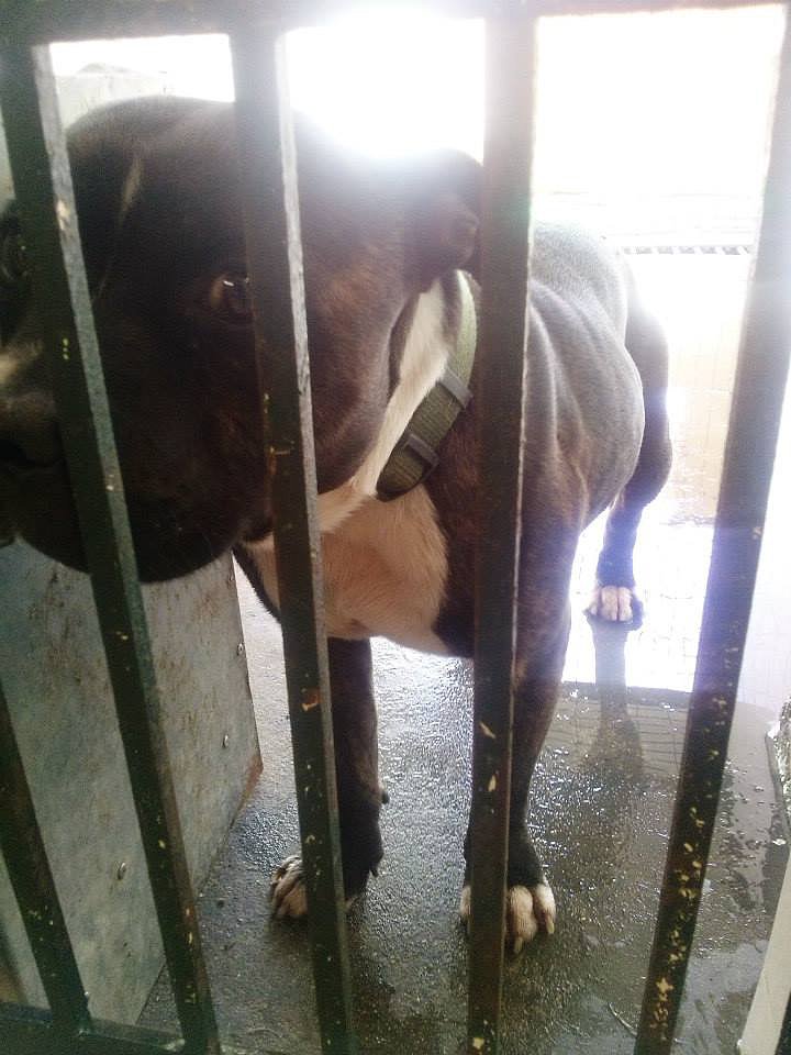 Barbar