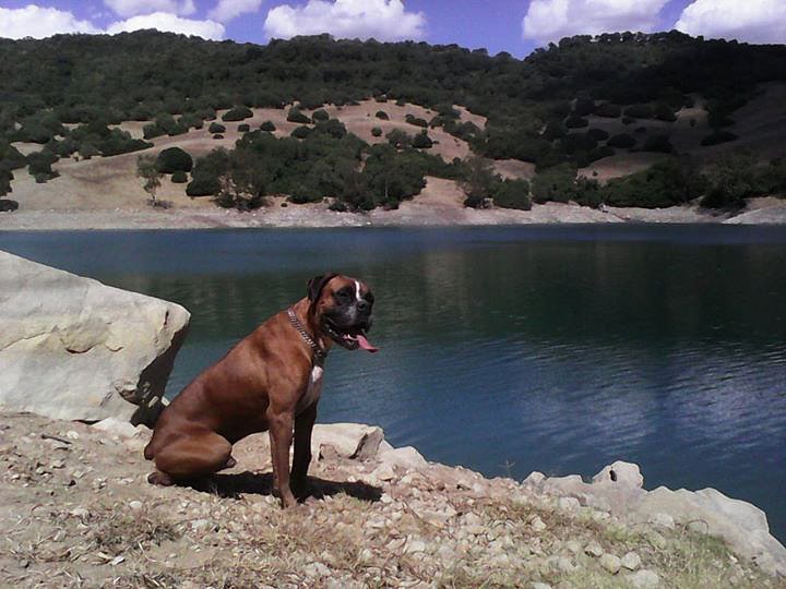 Bosco