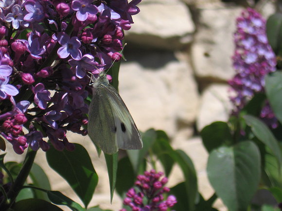 Mariposa de mis sueños