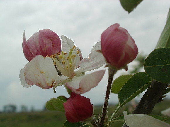 Manzano en flor