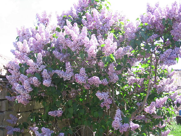 Esto son lilas