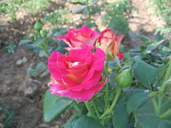 La fotografía es de julio 2006