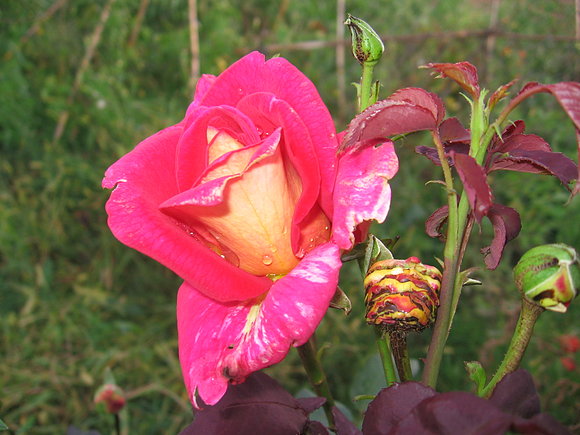 Dichoso amor, foto - octu 2006