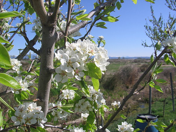Peral en flor, foto abril 2010
