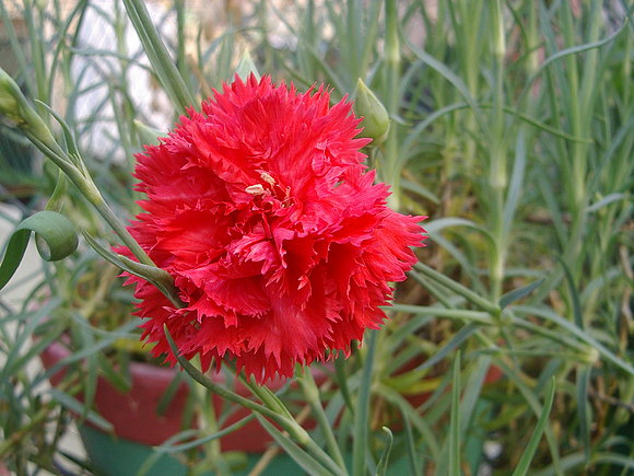 Un clavel de mayo del 2004
