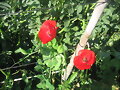 Amapola o ababol