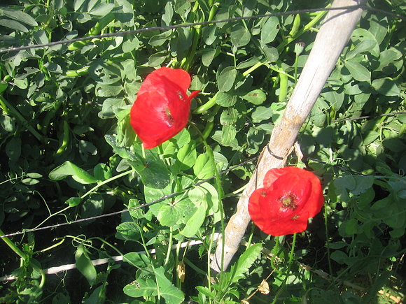 Amapola o ababol