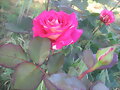 Rosa, foto 8 de mayo