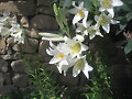 Azucena en flor Foto 22 - 5 - 11