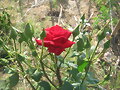 Una princesa de mi huerto, Foto 16 junio 2011