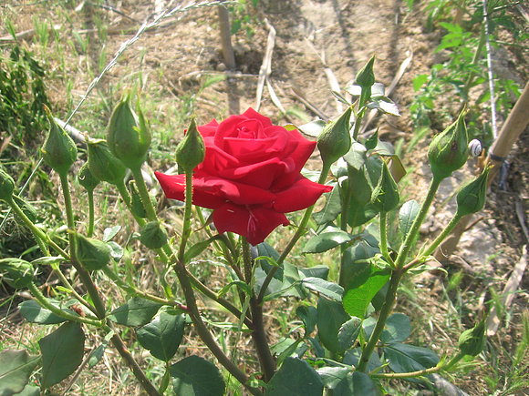 Una princesa de mi huerto, Foto 16 junio 2011