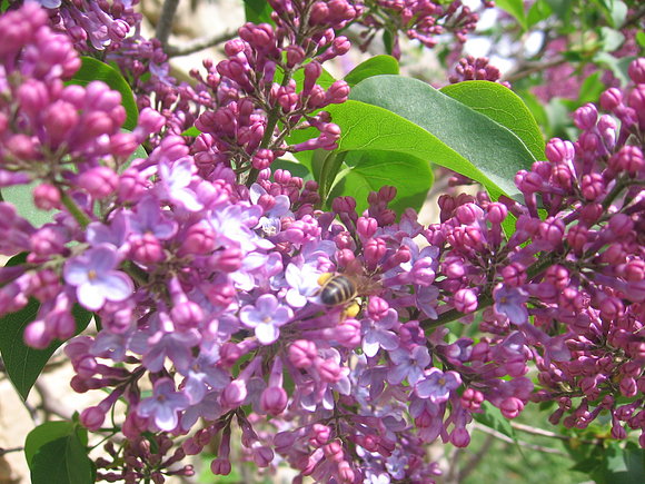 Abeja cargada de miel .- Abril 2006