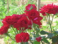 Ya no son capullos... Foto 26 de junio 2011