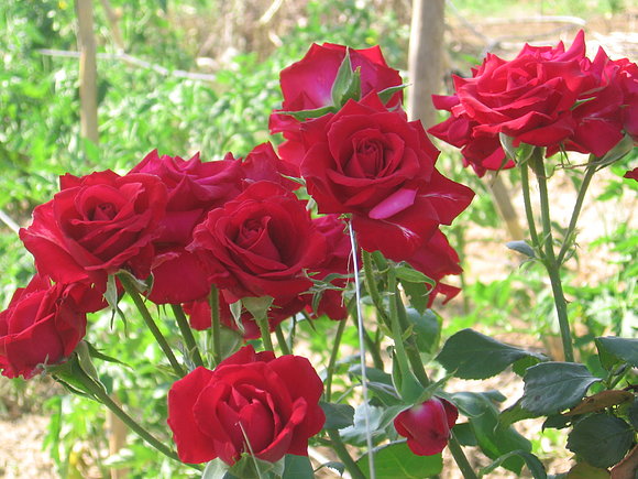 Ya no son capullos... Foto 26 de junio 2011