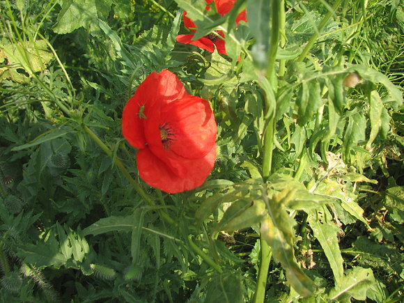 Amapola y saltamontes foto marzo 2011