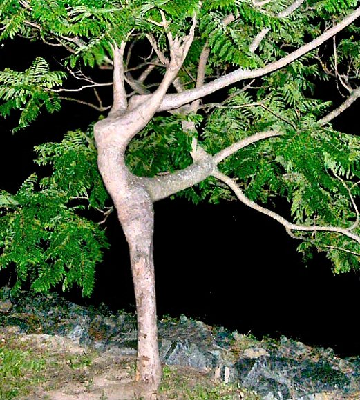 ES UNA BELLA BAILARINA?