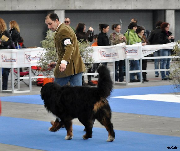 McCain Expo de Valladolid (28/02/2010) 17 meses