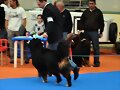 XXXII Exposicion Nacional Canina Asturiana 17/4/20