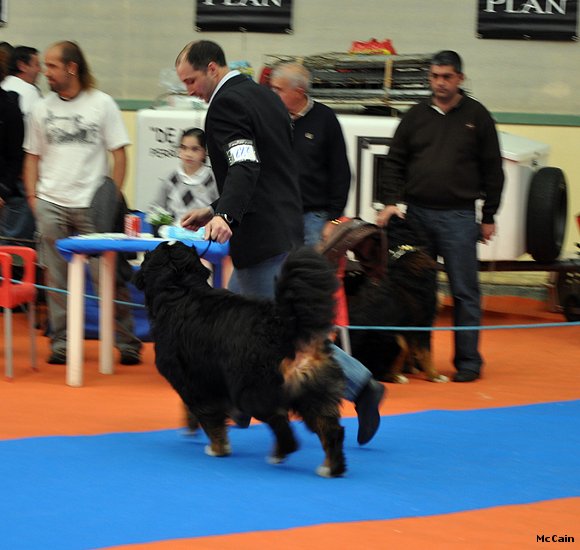 XXXII Exposicion Nacional Canina Asturiana 17/4/20