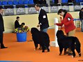 XXIII Exposicion Internacional Canina de Asturias