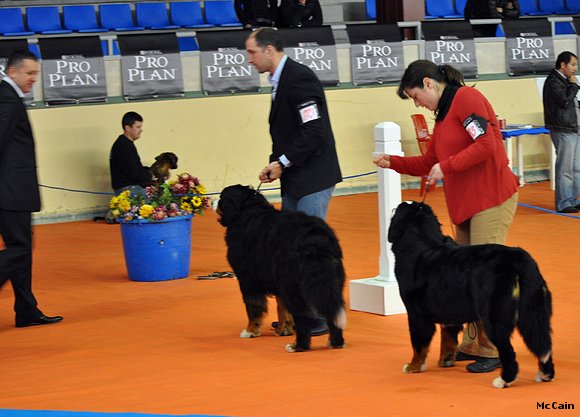 XXIII Exposicion Internacional Canina de Asturias