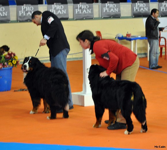 XXIII Exposicion Internacional Canina Asturiana