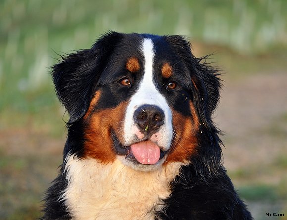 Isa