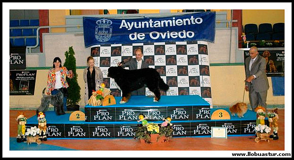 McCain  Best in Show y Campeon Absoluto de Asturia