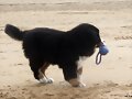 jugando con pelota
