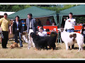 McCain  Best in Show Las Barzanas 2011
