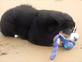 En la playa  jugueteando con la pelota