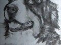 Dibujo .Chapa de McCain . USA (Ebay)