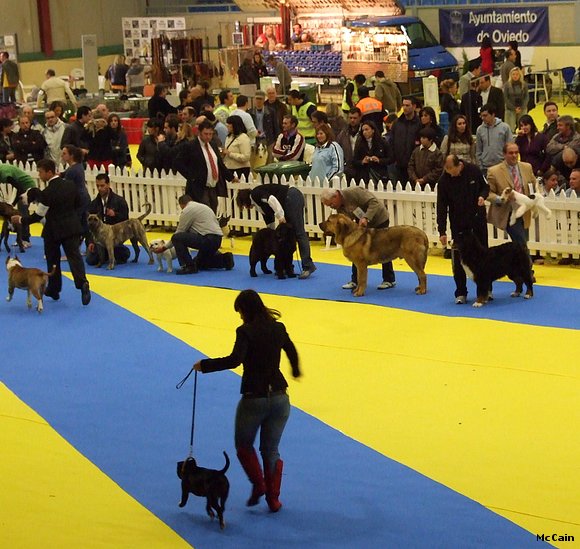Expo de Oviedo Mc 6 meses