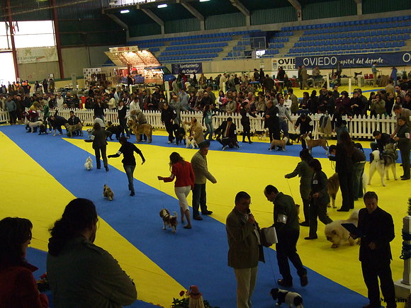Mas y mas cachorros al Ring.....................