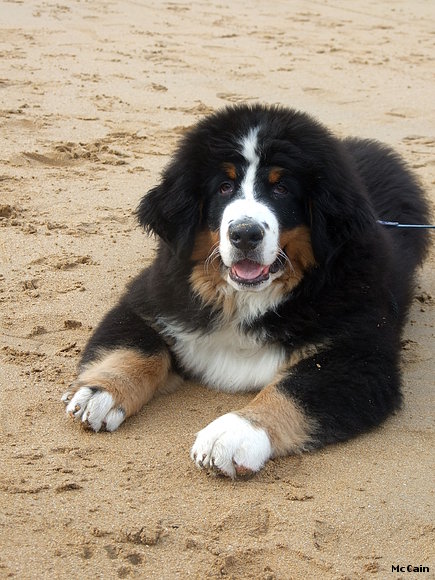 McCain en la playa