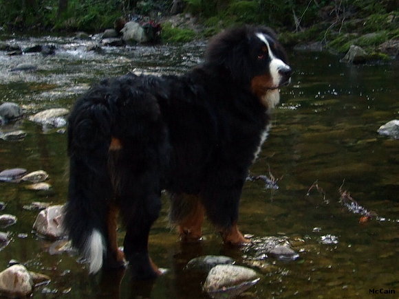 Senda del Oso