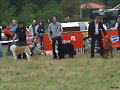 Concurso Canino Las Barzanas 2009